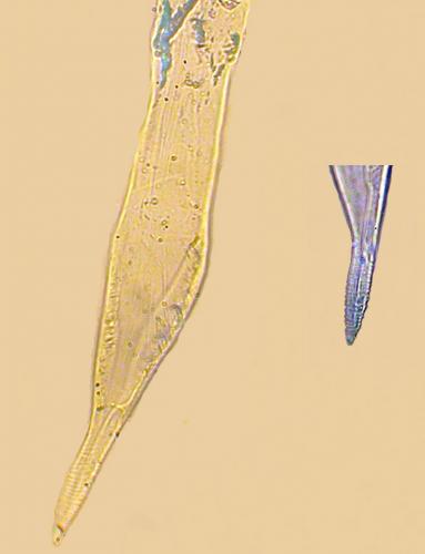 Réf. 132 125 : Trichoniscus darwini