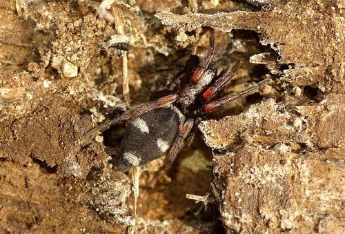 Poecilochroa albomaculata