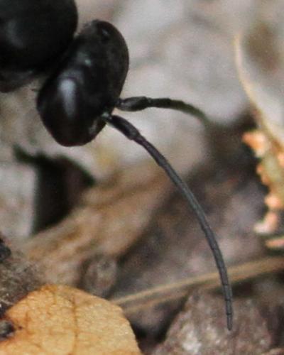 Entomobora crassitarsis