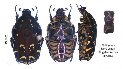 Protaetia anovittata
