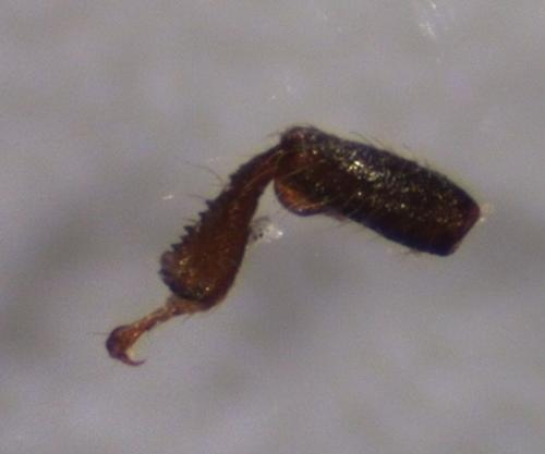 Réf. 132 898 : Xylographus bostrichoides