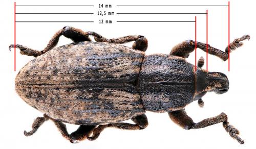 Réf. 132 071 : Pseudocleonus cinereus