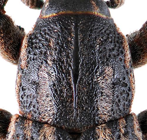 Réf. 132 072 : Pseudocleonus cinereus