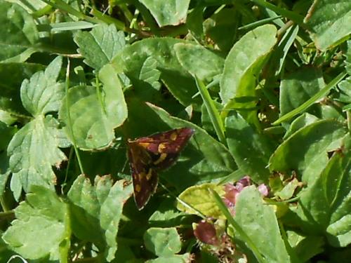 Pyrausta purpuralis