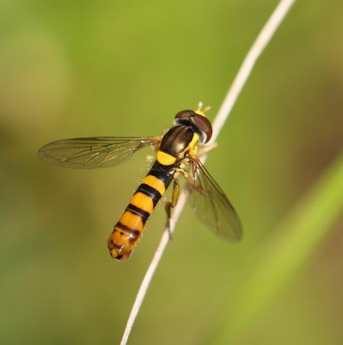 Réf. 132 149 : Sphaerophoria taeniata