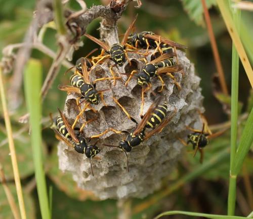 Polistes (biglumis-bischoffi)