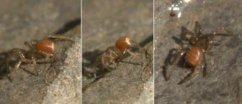 Enoplognatha sp.