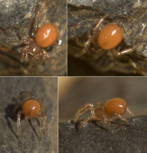 Enoplognatha sp.