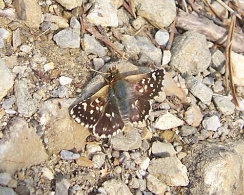 Réf. 132 588 : Spialia sertorius