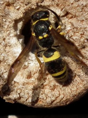 Ancistrocerus sp.