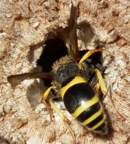 Ancistrocerus sp.