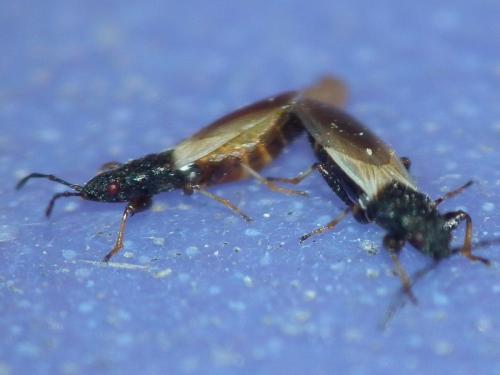 Réf. 132 902 : Brachyplax tenuis