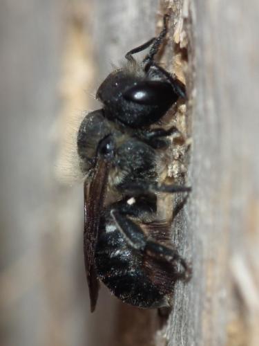 Osmia sp.