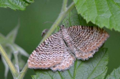 Hydria undulata