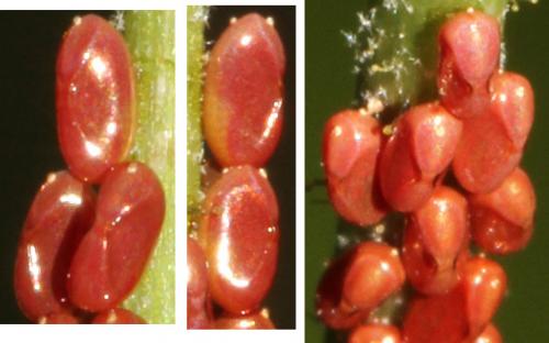Rhopalus sp.