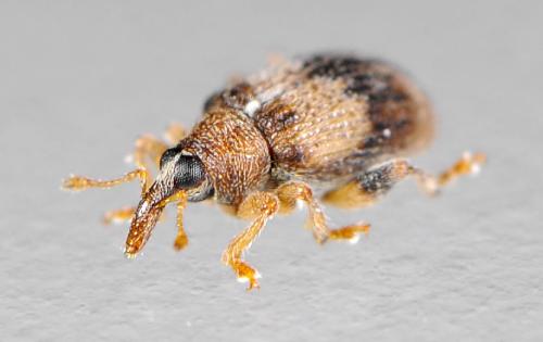 Rhynchaenus xylostei