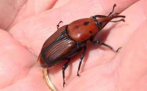 Rhynchophorus ferrugineus