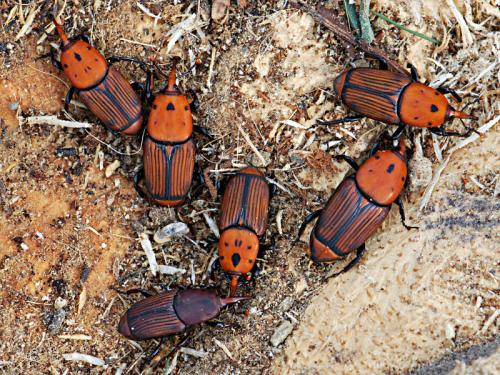 Rhynchophorus ferrugineus