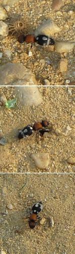 Ronisia brutia