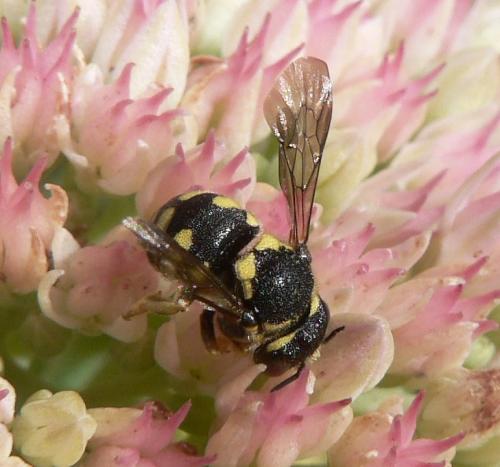 Anthidiellum sp.