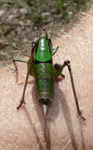 Réf. 132 318 : Eupholidoptera chabrieri chabrieri