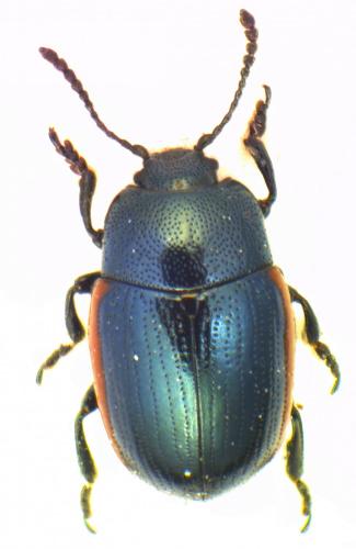 Réf. 132 677 : Prasocuris glabra