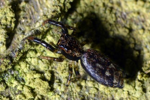 Marpissa muscosa