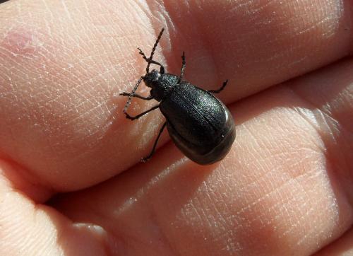 Galeruca tanaceti