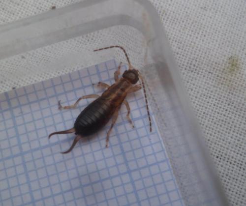 Forficula auricularia