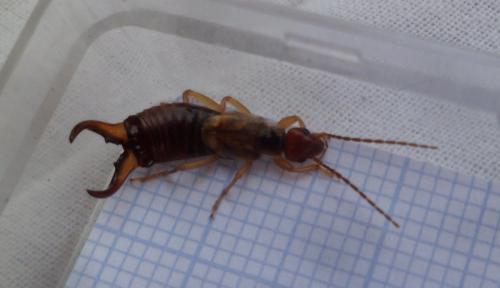 Forficula auricularia