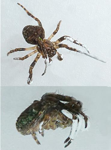 Réf. 132 345 : Gibbaranea gibbosa