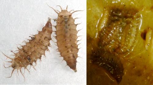 Fannia canicularis