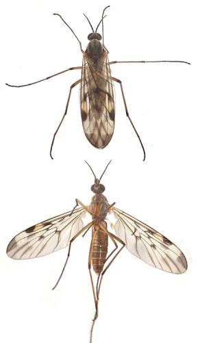 Sylvicola cinctus