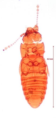 Ptinella mekura