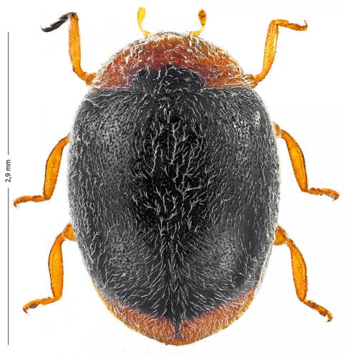 Scymnus ferrugatus
