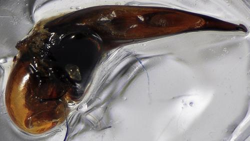 Réf. 132 432 : Harpalus rubripes