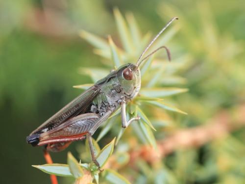 Stenobothrus grammicus