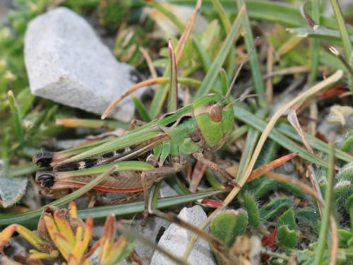 Stenobothrus grammicus