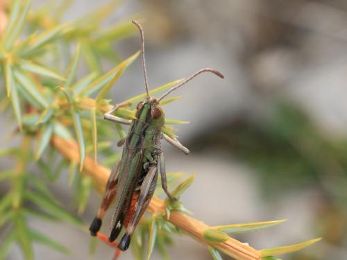 Stenobothrus grammicus