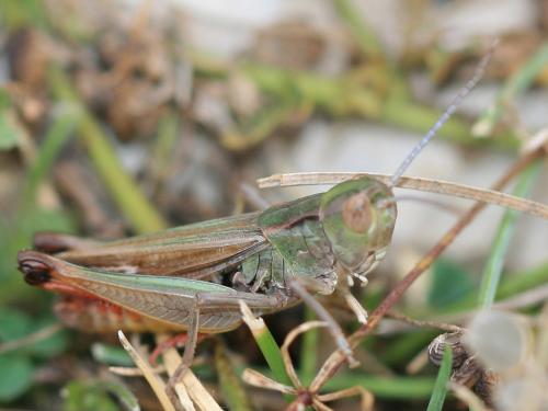 Réf. 132 566 : Stenobothrus fischeri glaucescens