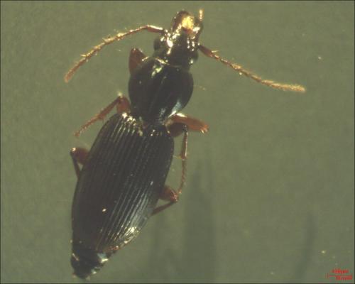 Stomis pumicatus