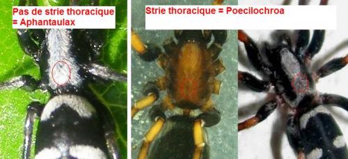 Réf. 132 776 : Poecilochroa sp.