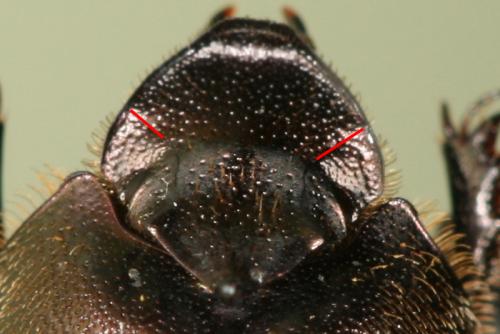 Onthophagus fracticornis