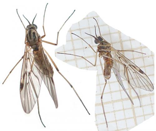 Sylvicola fuscatus