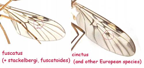 Sylvicola sp.