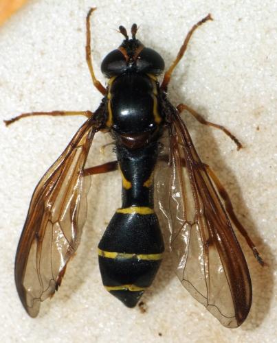Doros profuges