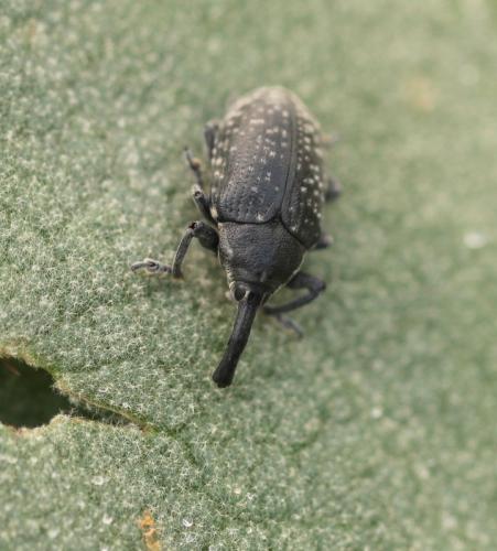 Réf. 132 758 : Larinus sturnus