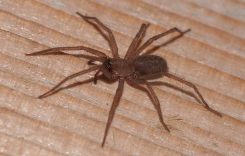 Eratigena fuesslini