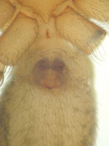 Eratigena fuesslini