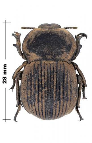 Anomalipus plebejus plebejus